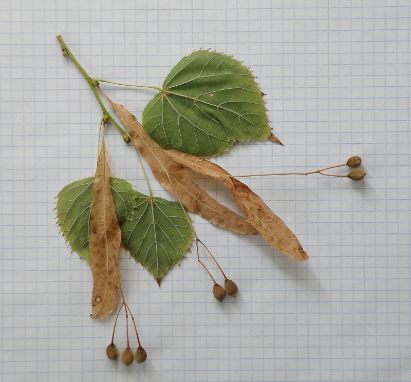 Image of Tilia amurensis specimen.