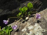 Viola ircutiana