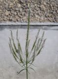 Veronicastrum virginicum