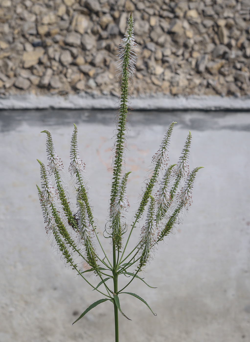 Изображение особи Veronicastrum virginicum.