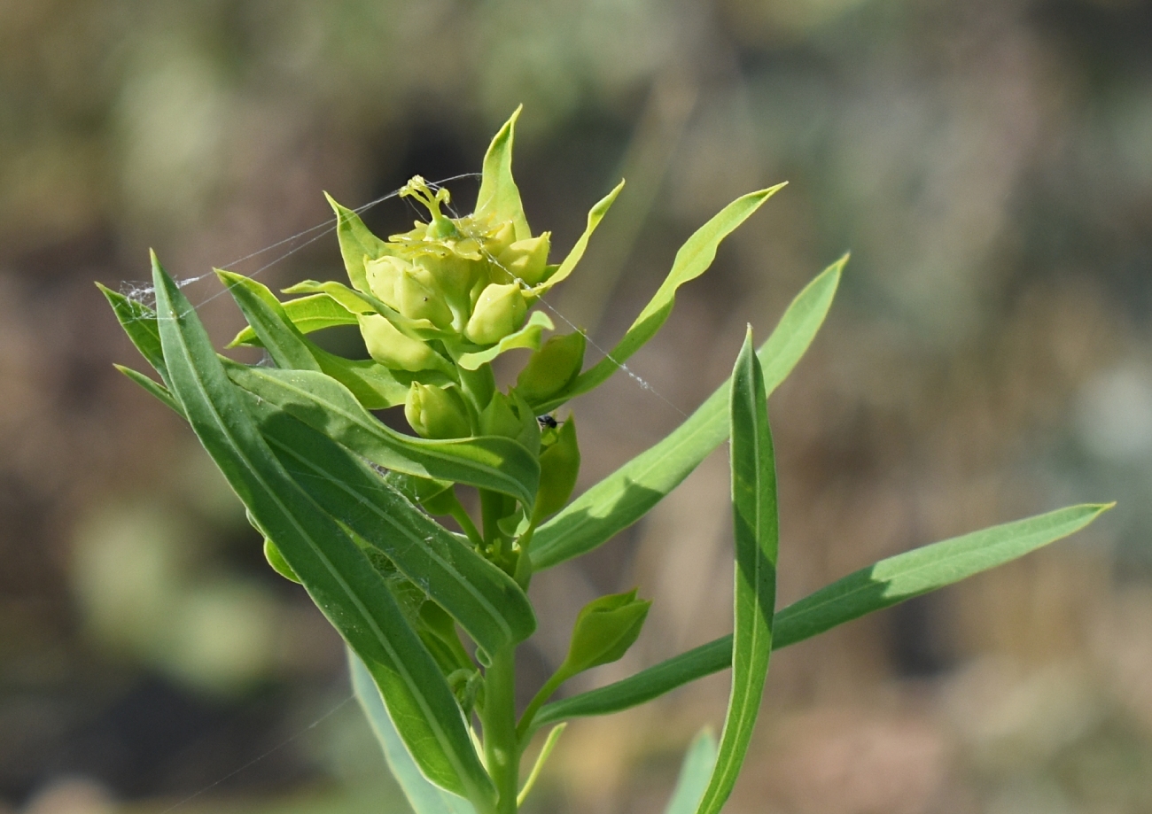 Image of Euphorbia virgata specimen.