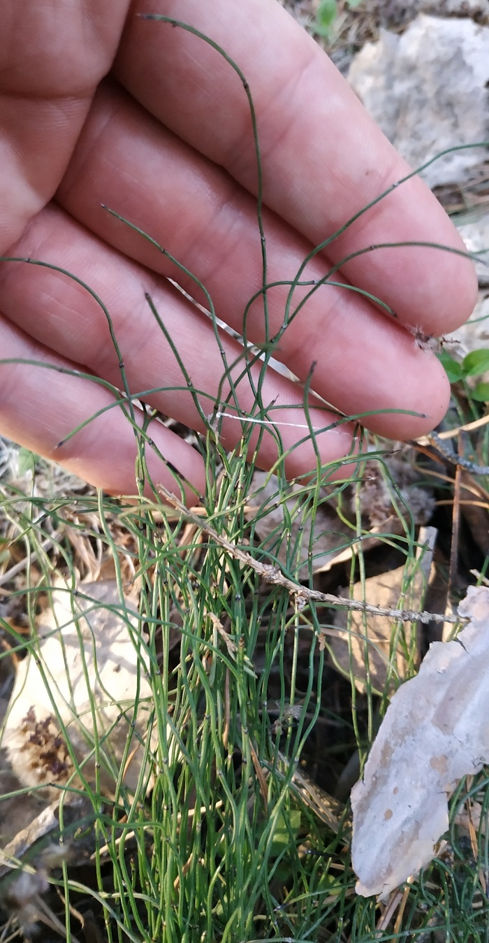 Image of Equisetum scirpoides specimen.