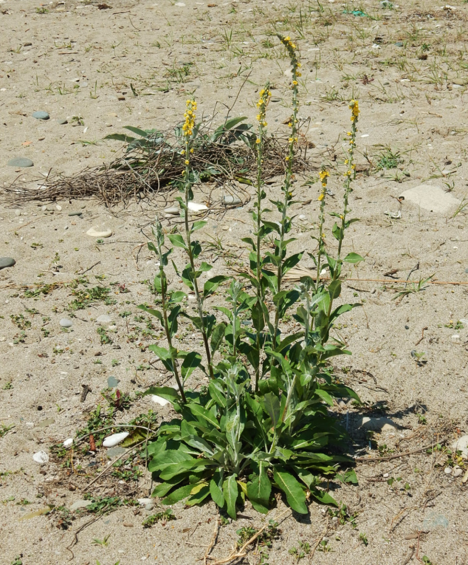 Изображение особи род Verbascum.