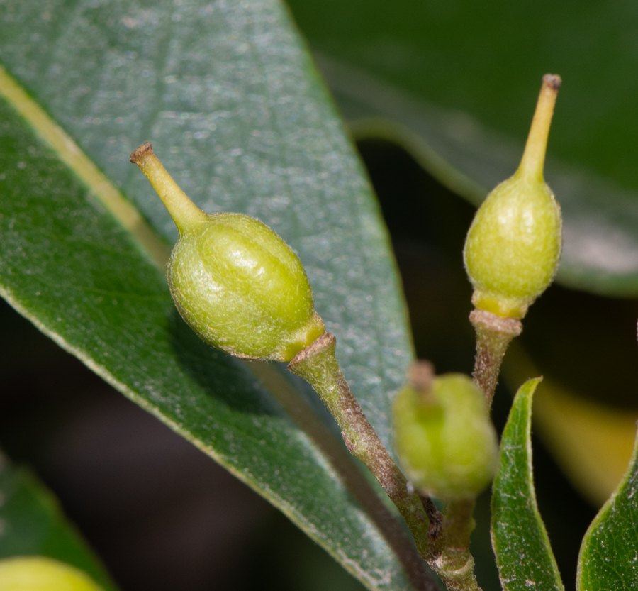 Image of Pittosporum undulatum specimen.