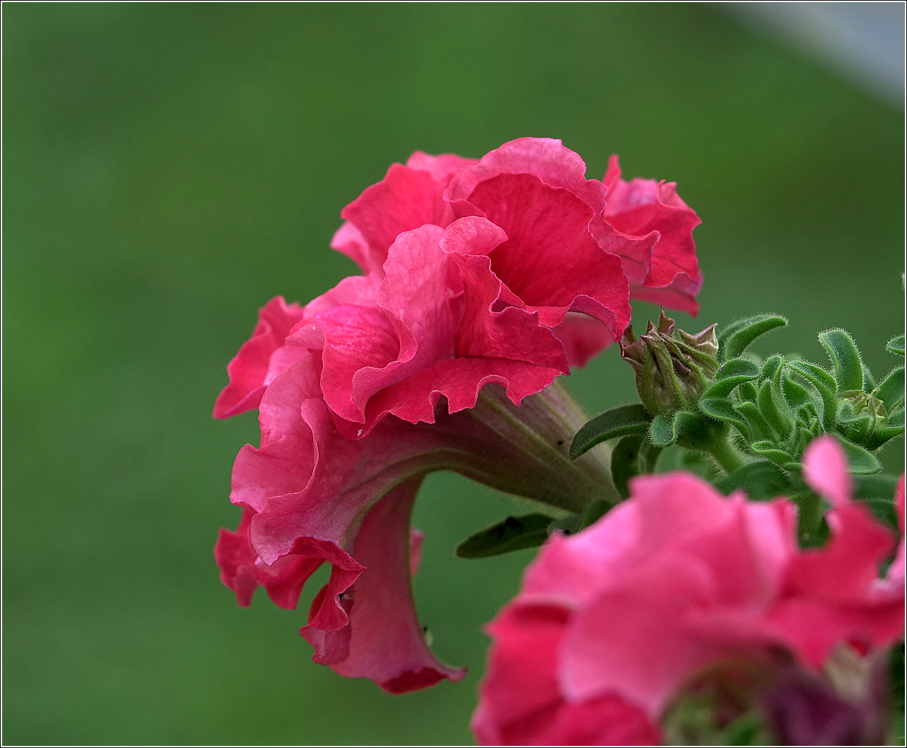 Image of Petunia × atkinsiana specimen.