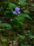 Viola ruppii