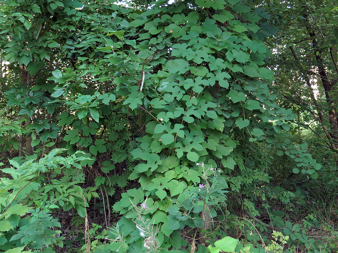 Изображение особи Vitis amurensis.