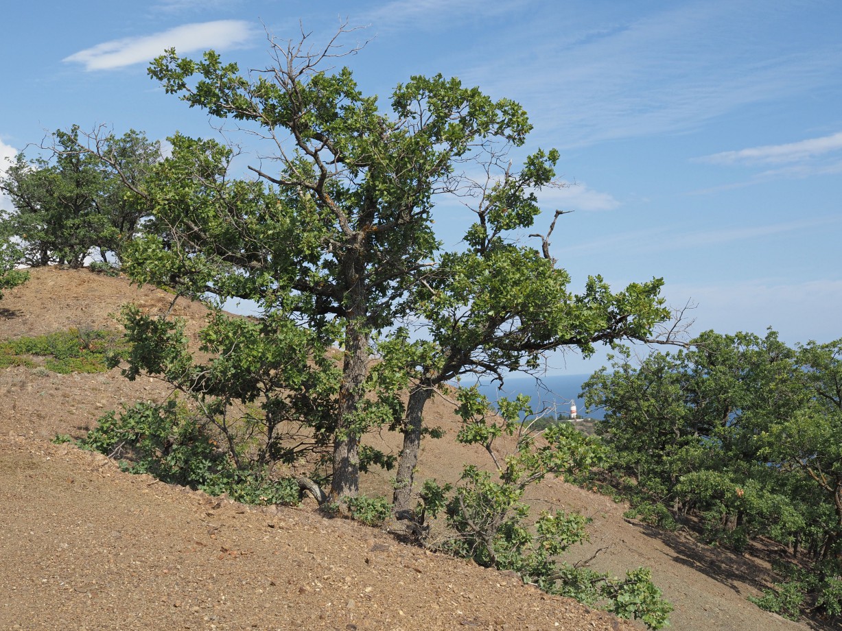 Изображение особи Quercus pubescens.