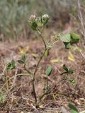 Trifolium angulatum. Цветущее растение. Крым, Керченский п-ов, Приазовье, Караларская степь, засолённый луг. 14.05.2021.