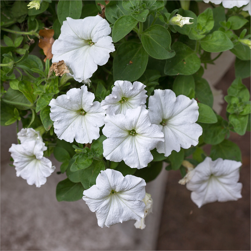 Image of Petunia &times; hybrida specimen.