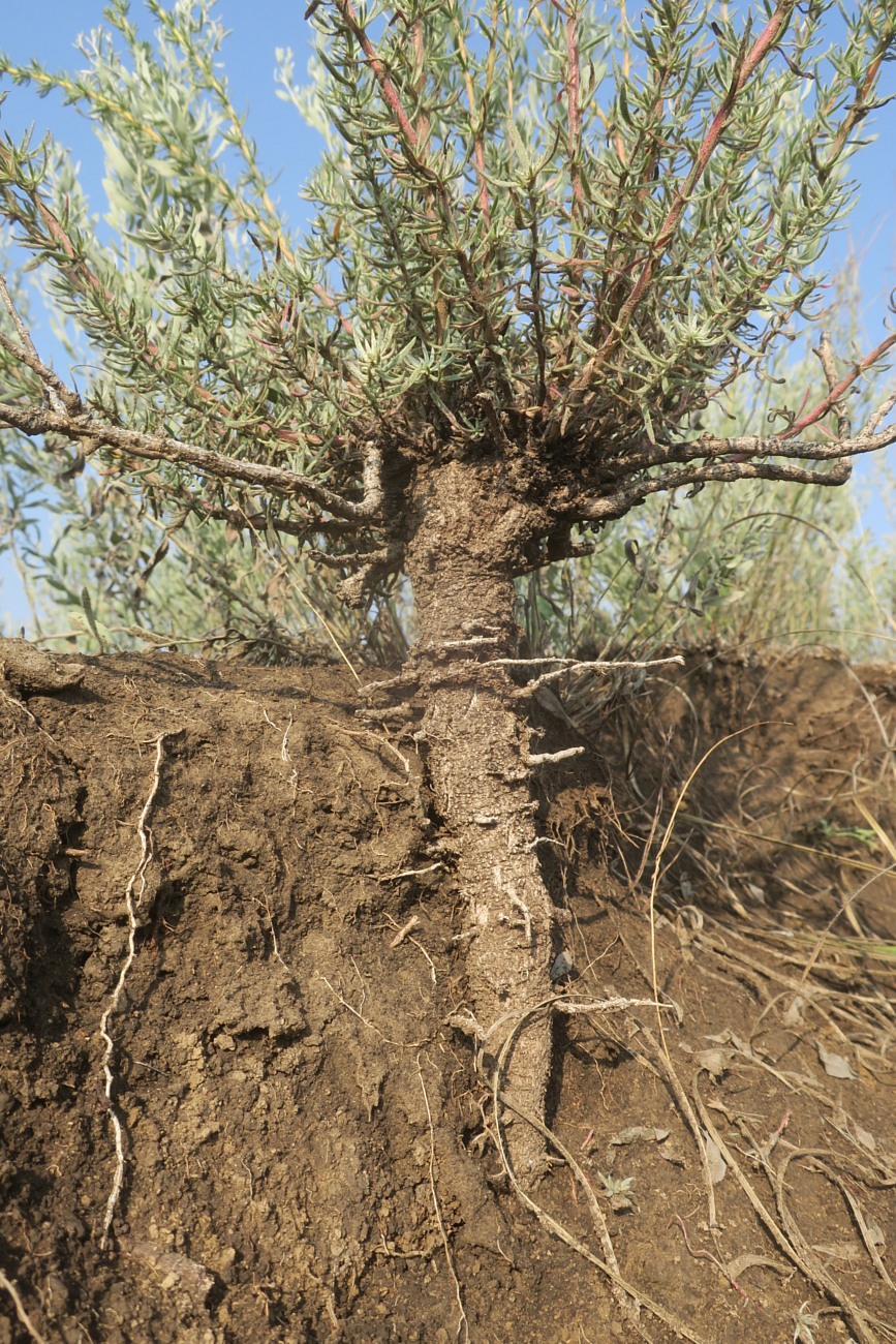 Image of Bassia prostrata specimen.