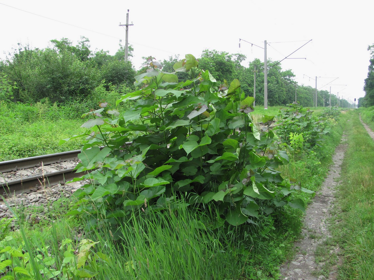 Изображение особи Catalpa bignonioides.