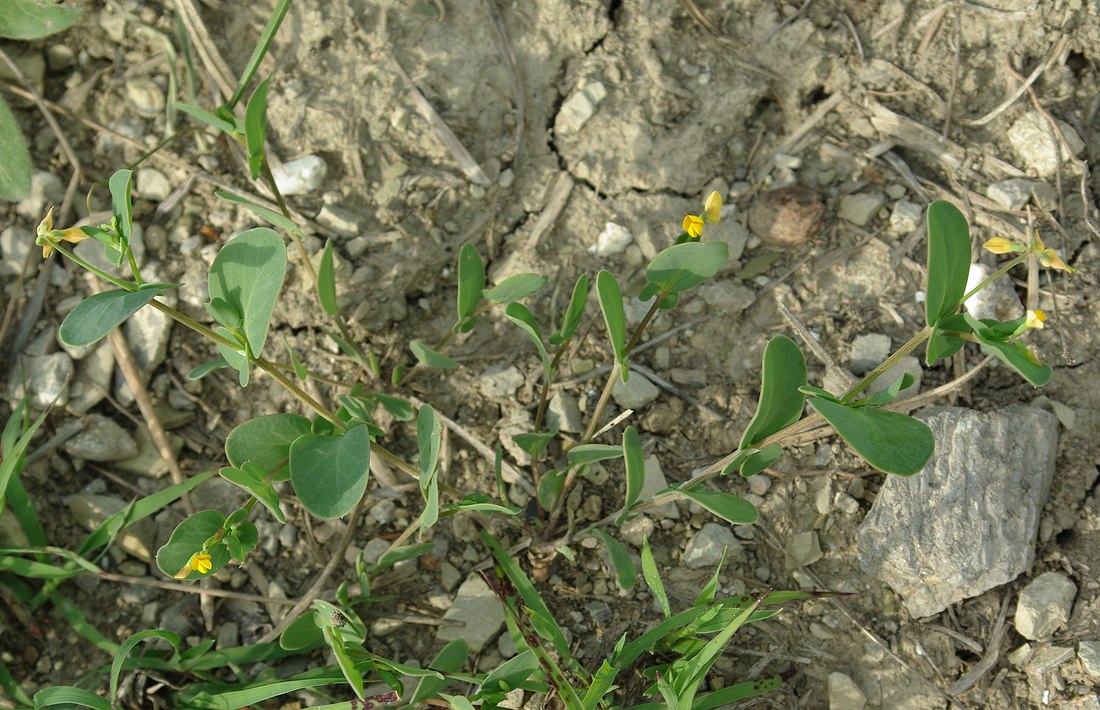 Изображение особи Coronilla scorpioides.