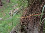 Fritillaria orientalis