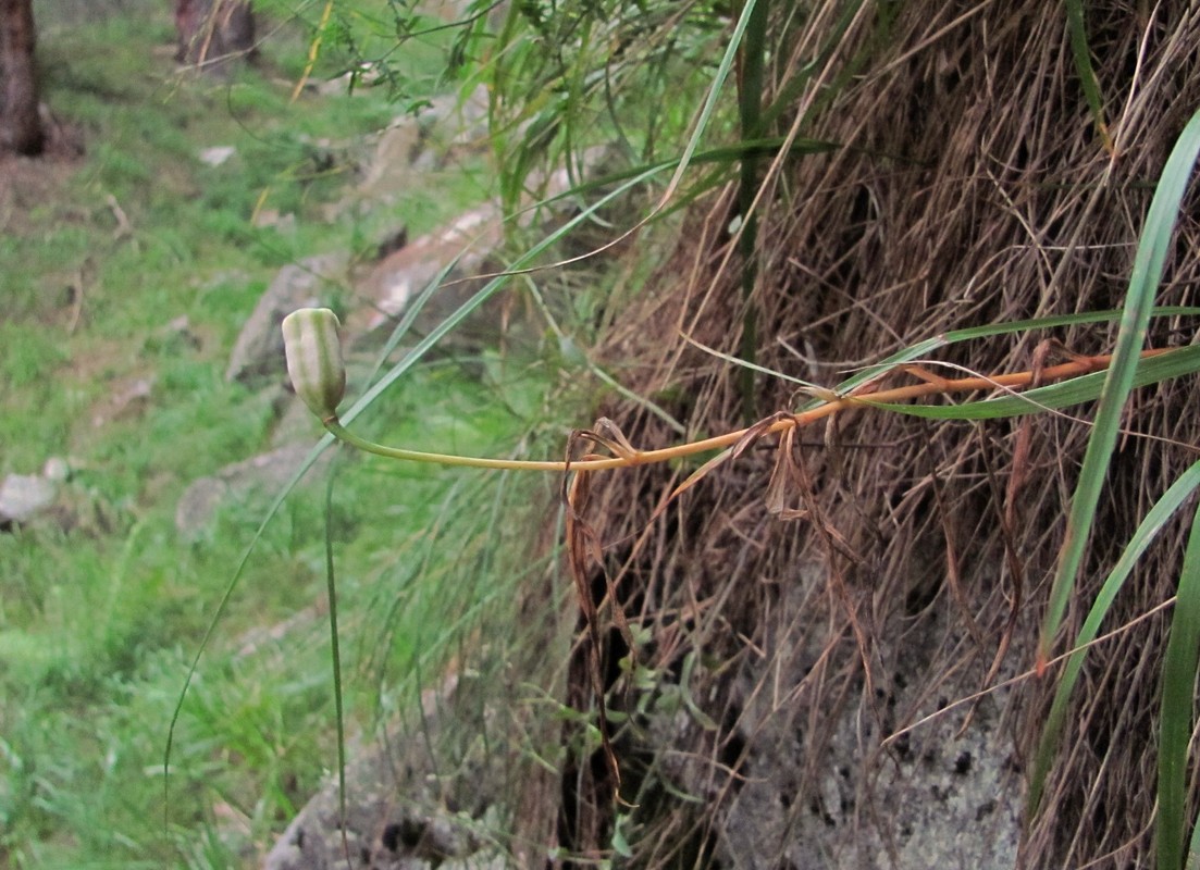 Изображение особи Fritillaria orientalis.