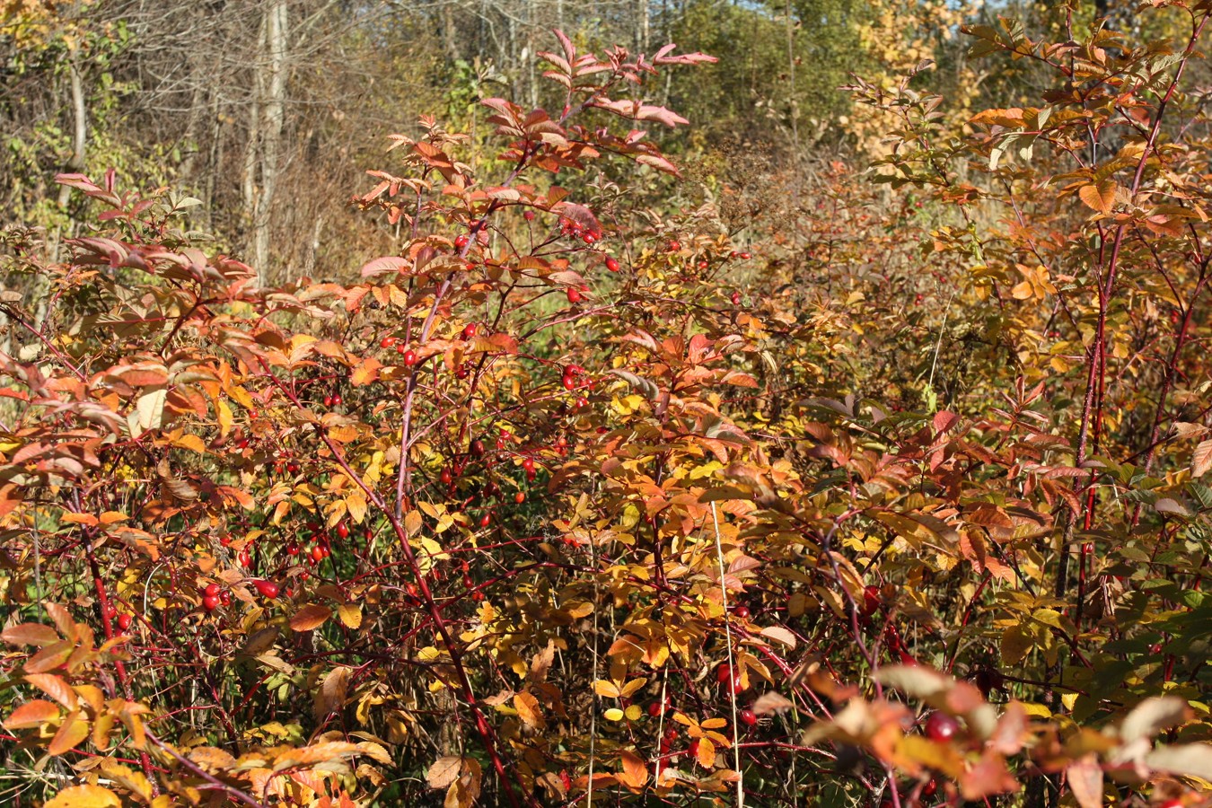 Image of Rosa glabrifolia specimen.