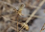 familia Asteraceae. Верхушка побега с соплодием с частично сохранившимися плодами. Приморский край, Уссурийский гор. округ, окр. с. Монакино, разнотравный сырой луг. 12.12.2021.