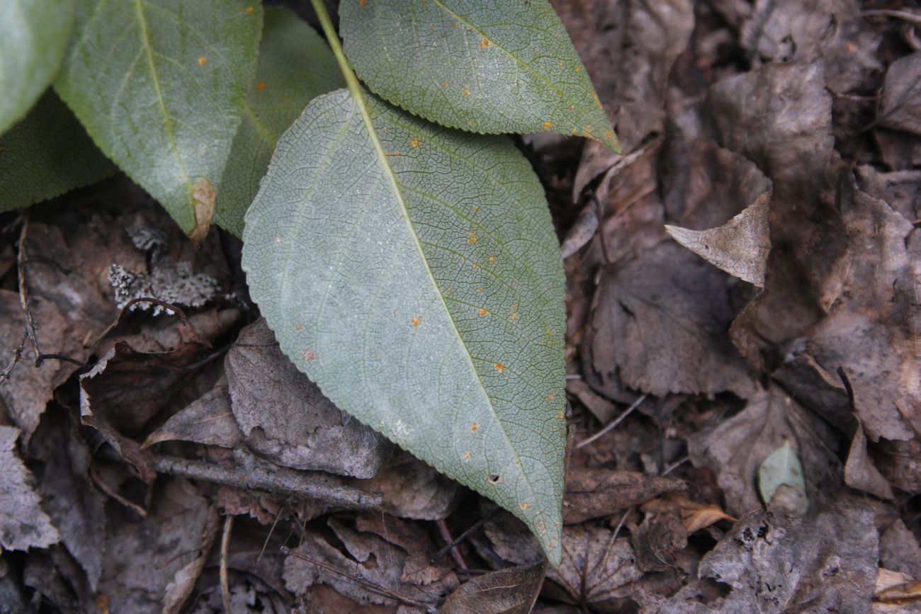 Image of Populus laurifolia specimen.