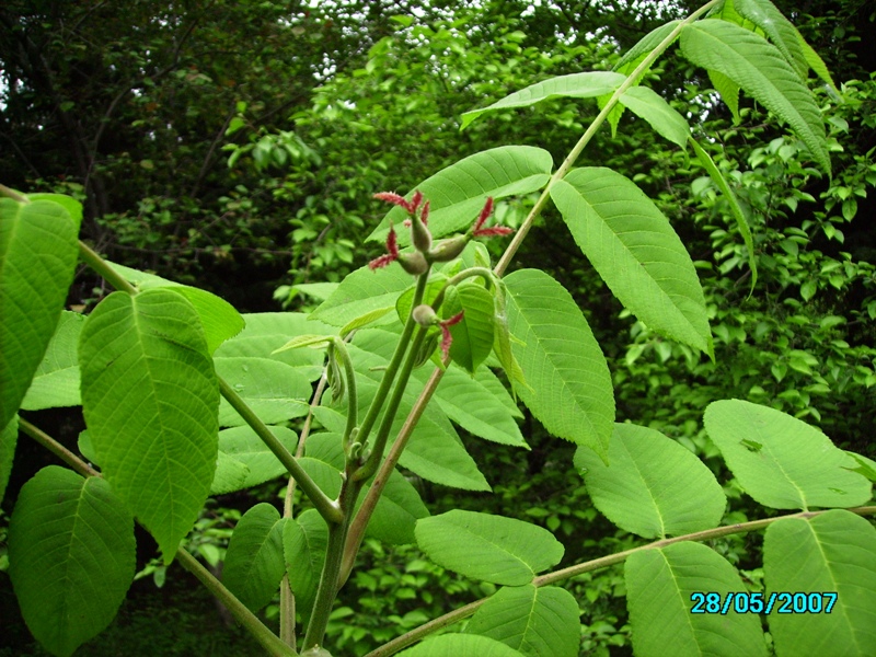 Image of Juglans mandshurica specimen.