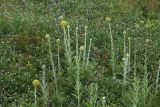 Pseudohandelia umbellifera