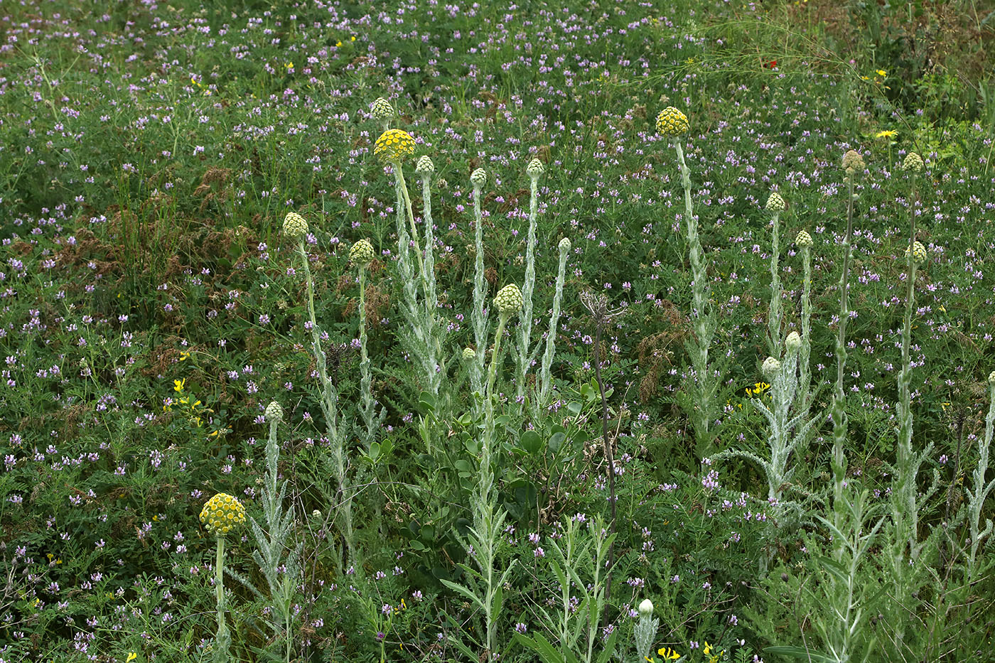 Изображение особи Pseudohandelia umbellifera.