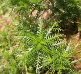 Achillea ledebourii