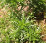 Achillea ledebourii. Листья. Республика Алтай, Улаганский р-н, Долина р. Чульча, остров рядом с водопадом Учар. 7 августа 2020 г.