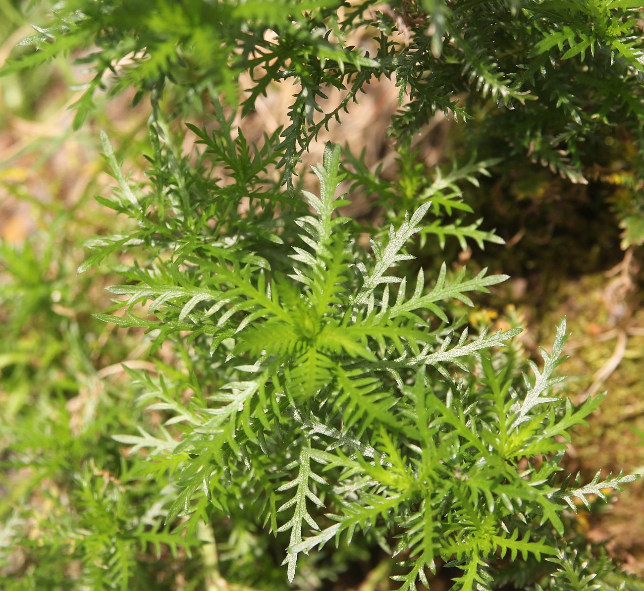 Image of Achillea ledebourii specimen.