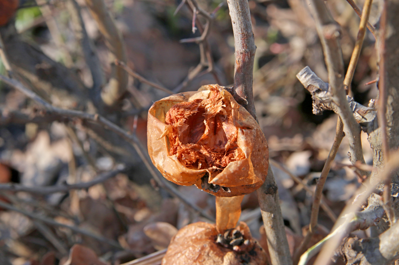 Image of Chaenomeles japonica specimen.