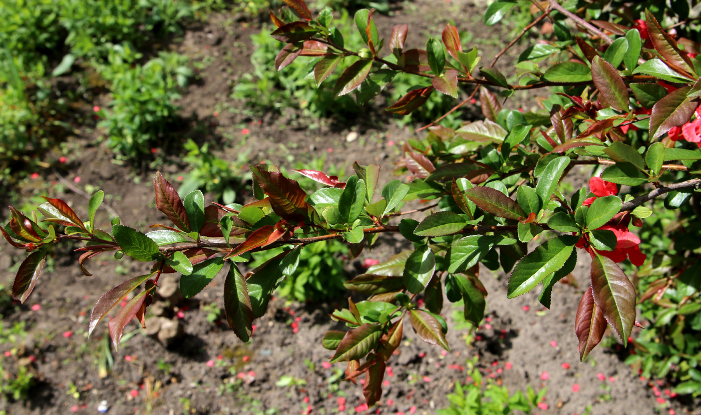 Image of Chaenomeles speciosa specimen.