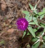 Centaurea iberica. Верхушка веточки с цветущим и развивающимся соцветиями. Израиль, Верхняя Галилея, западная часть, склон к долине нахаль Бартут. 19.05.2022.