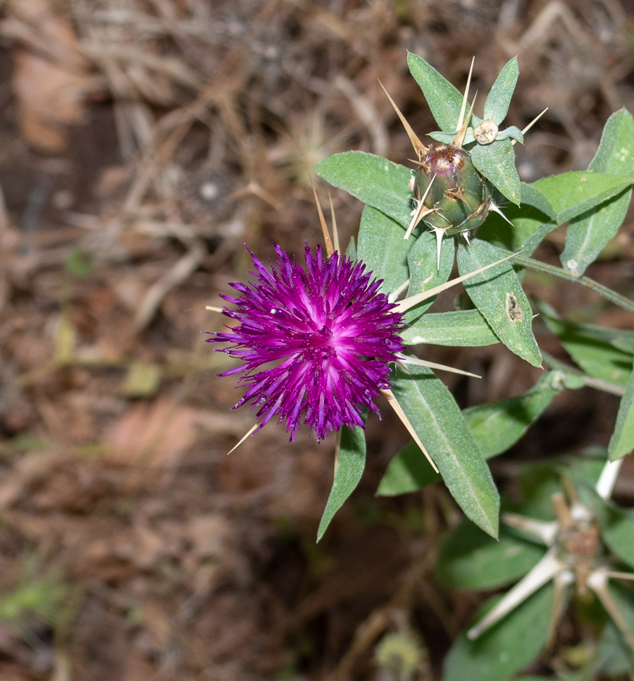 Изображение особи Centaurea iberica.