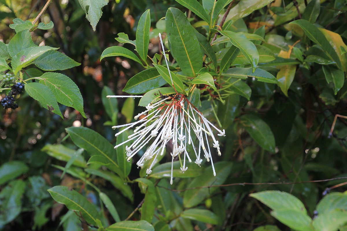 Image of Ixora ripicola specimen.