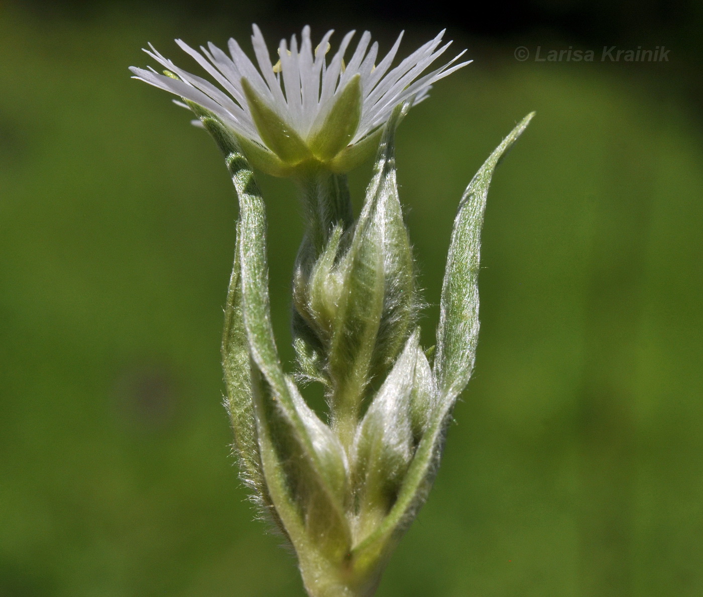 Изображение особи Fimbripetalum radians.