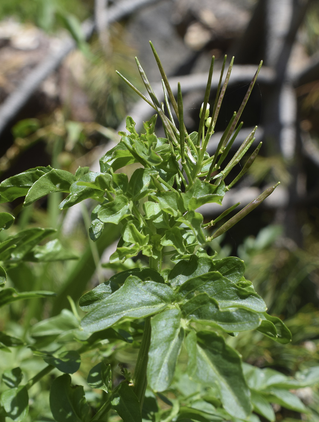 Image of Cardamine amara specimen.