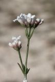 Asperula cimmerica