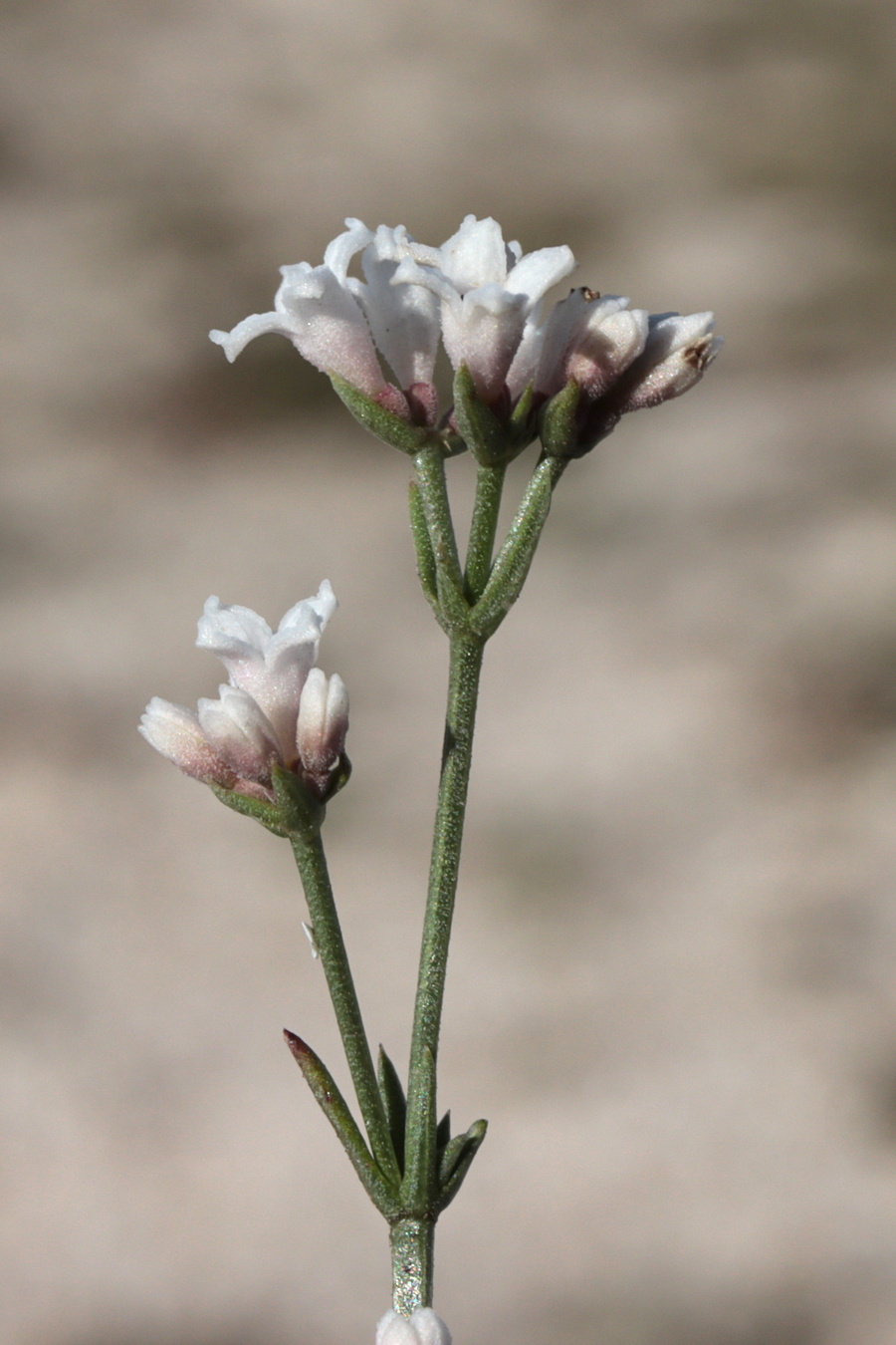 Image of Asperula cimmerica specimen.