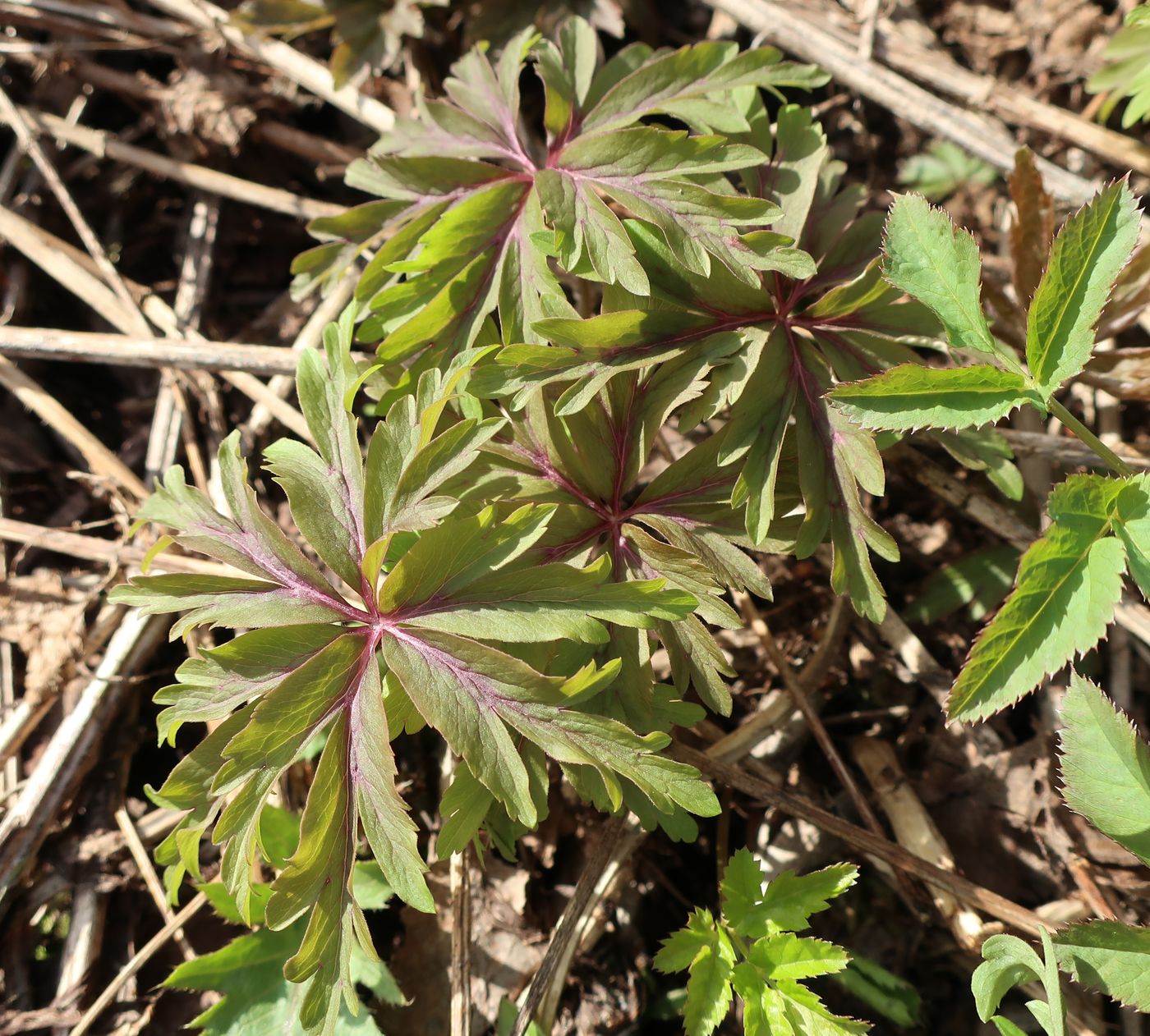 Image of Anemone ranunculoides specimen.
