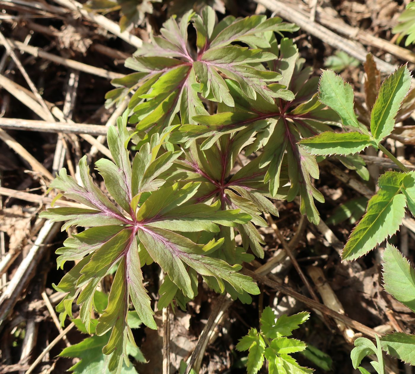 Image of Anemone ranunculoides specimen.