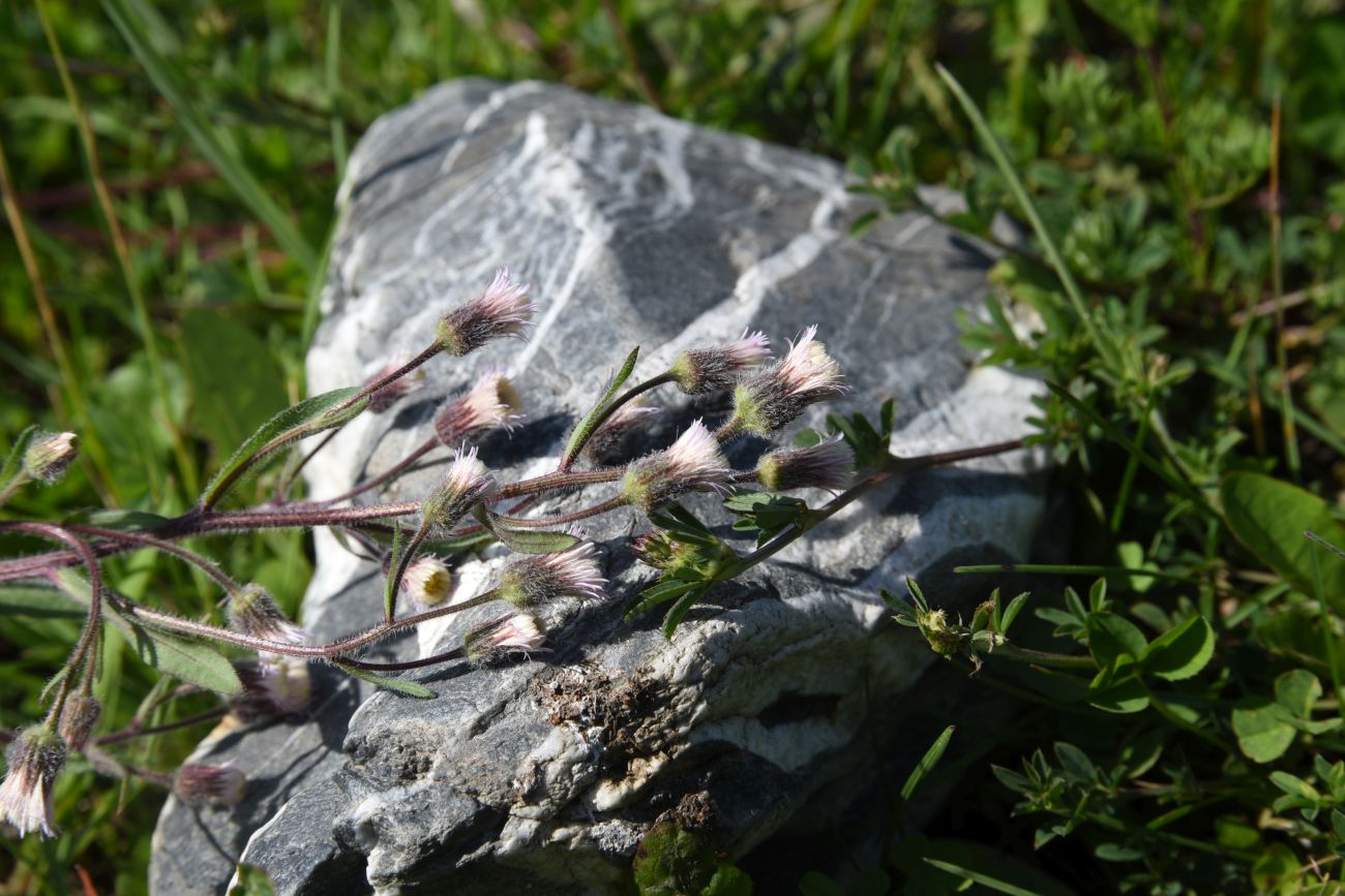 Изображение особи Erigeron acris.