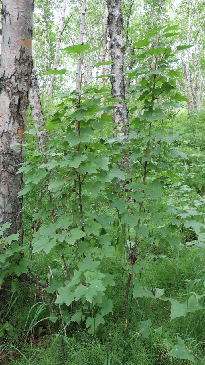 Image of Ribes pallidiflorum specimen.