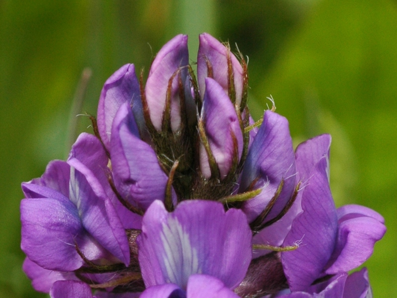 Изображение особи Oxytropis lapponica.