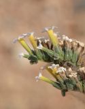 Image of taxon representative. Author is Александр Фатерыга