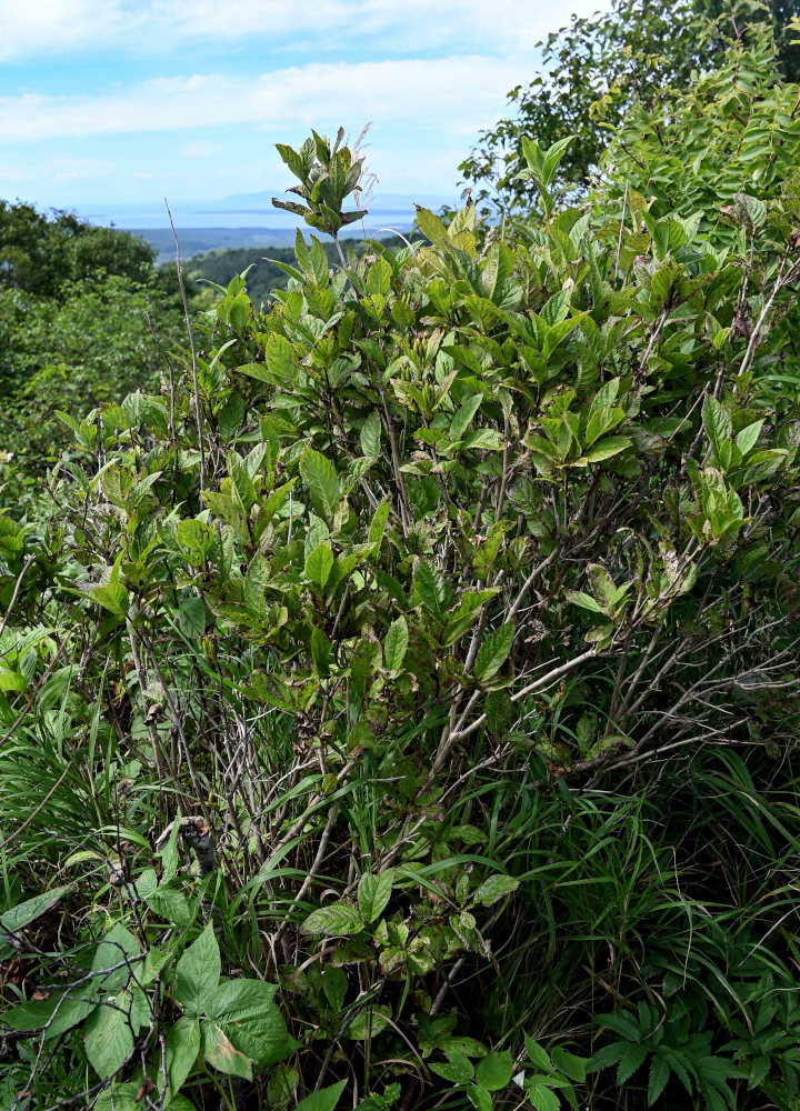 Изображение особи Weigela middendorffiana.