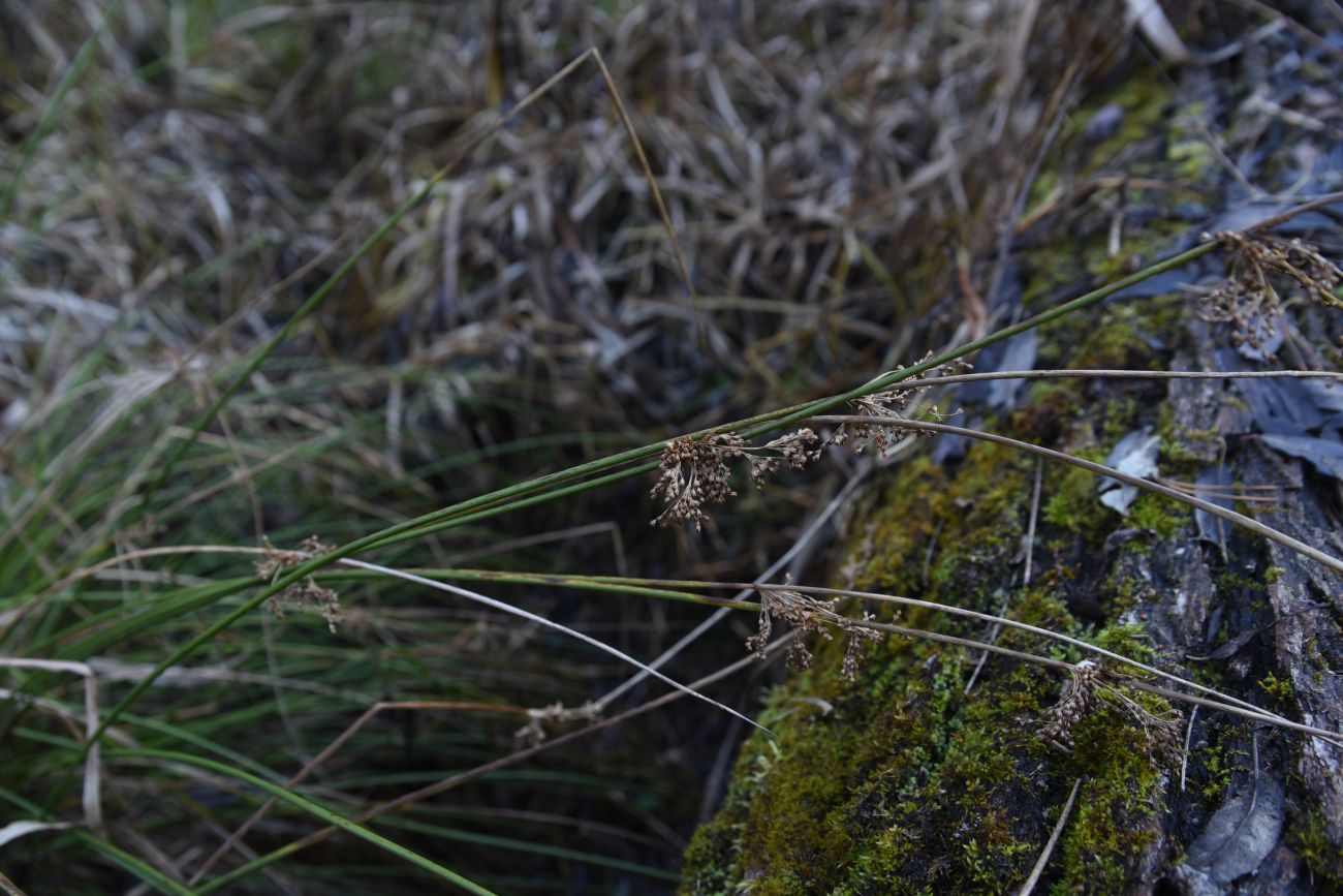 Изображение особи Juncus effusus.