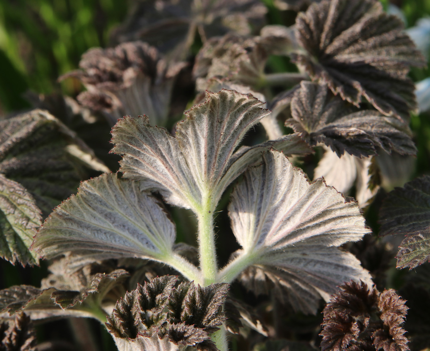 Image of Anemone hupehensis specimen.