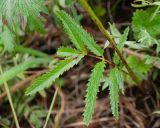 Sanguisorba tenuifolia. Немного повреждённый стеблевой лист. Камчатский край, Елизовский р-н, берег Авачинского залива, Халактырский пляж, опушка кустарниковых зарослей. 29.08.2022.