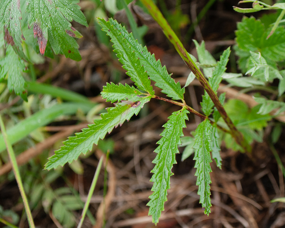 Image of Sanguisorba tenuifolia specimen.