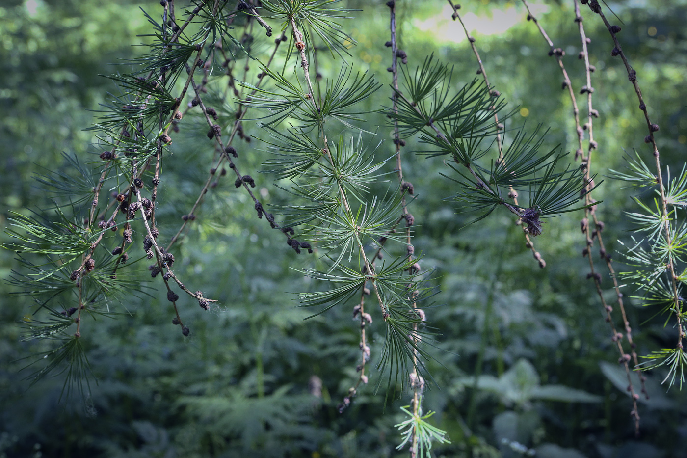 Изображение особи Larix &times; maritima.