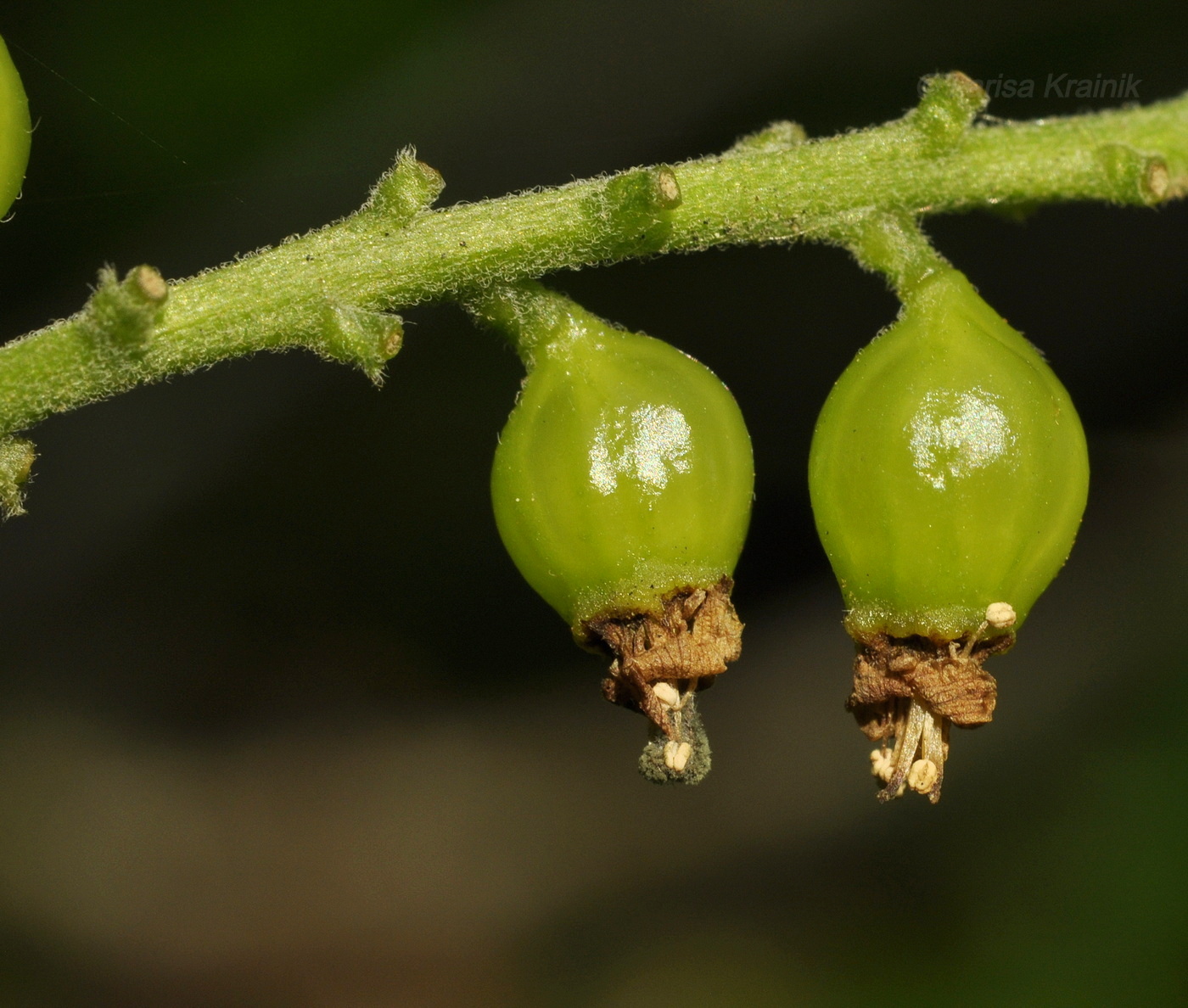 Image of Ribes mandshuricum specimen.